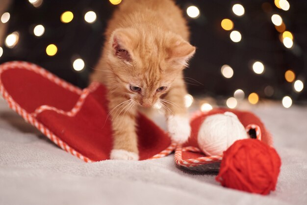 Christmas picture with a cute ginger cat of colorful lights on the background