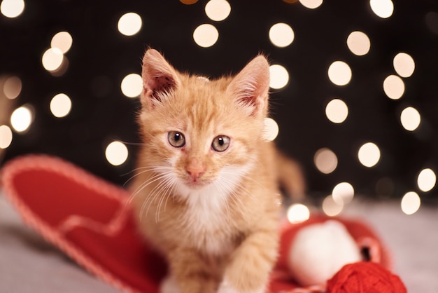 Christmas picture with a cute ginger cat of colorful lights on the background