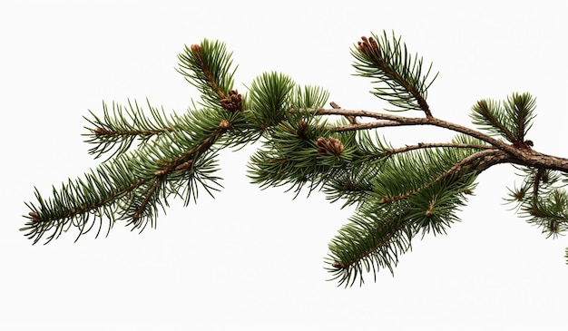 Photo christmas pine branch on white background with free space for text ai generated