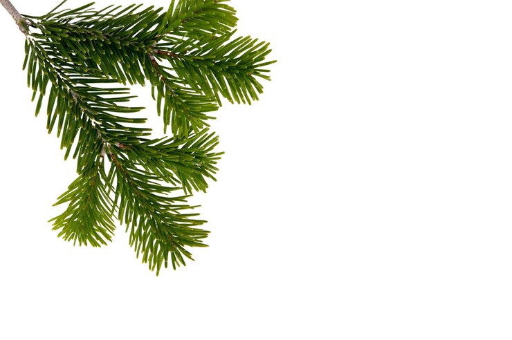 Photo christmas pine tree twig isolated on white xmas green fir spruce branch closeup