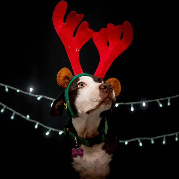 Christmas Pitbull black background