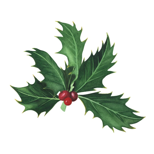 白い背景で隔離のクリスマス植物ヒイラギの枝水彩手描きクリスマスイラストデザインのアート