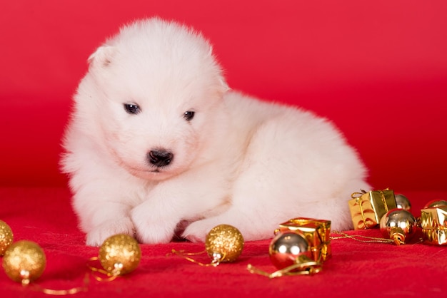 クリスマスの赤い背景のサモイードの子犬 ⁇ メリークリスマス