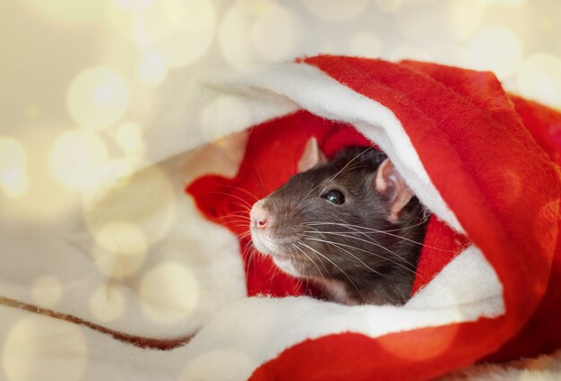 Christmas rat in red santa claus hat. New year card mouse. boke lights. copyspace.