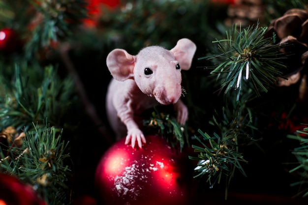 Christmas rat sits on a red ball 