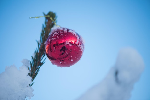 新鮮な雪で覆われた松の木のクリスマスの赤いボール