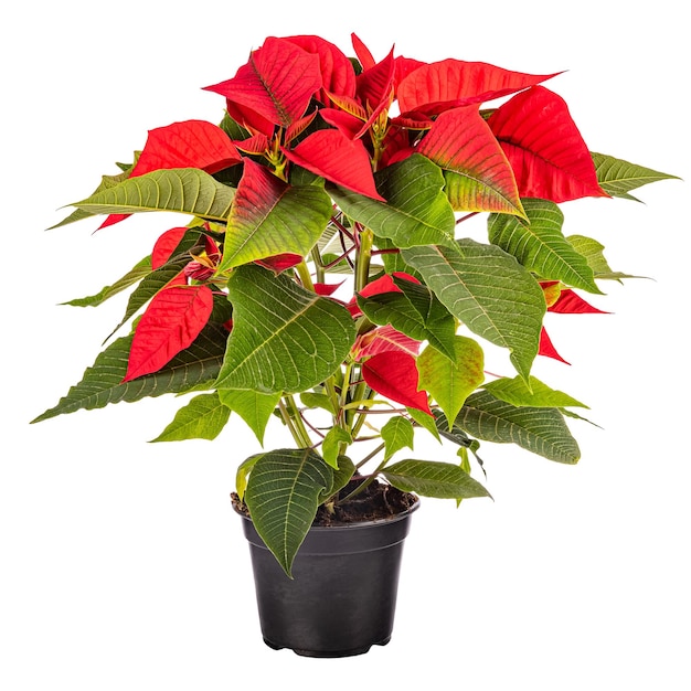 Christmas red Poinsettia flower