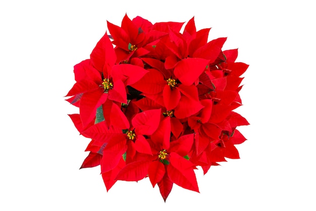 Christmas red, potted flower, design, illustration background