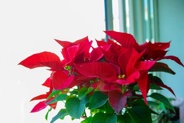 窓際のクリスマスの赤い鉢植えの花、明るい色