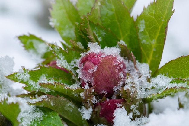 Christmas rose flower blossoming from snow Hellebore blooms in the snow in winter