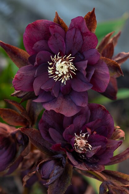 Christmas rose flowers in springtime