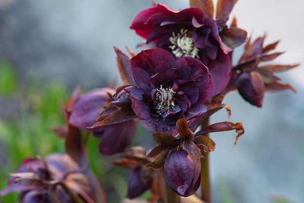 크리스마스 로즈는 가장 이른 꽃 피는 Hellebores Double Ellen Purple 중 하나입니다.