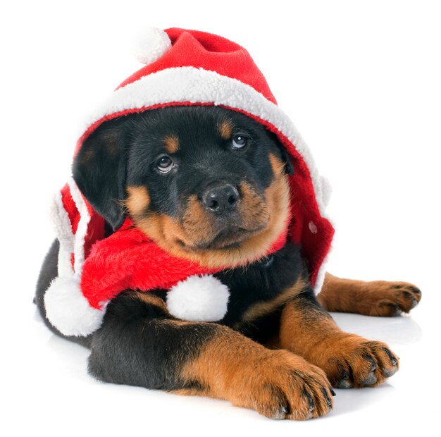 christmas rottweiler