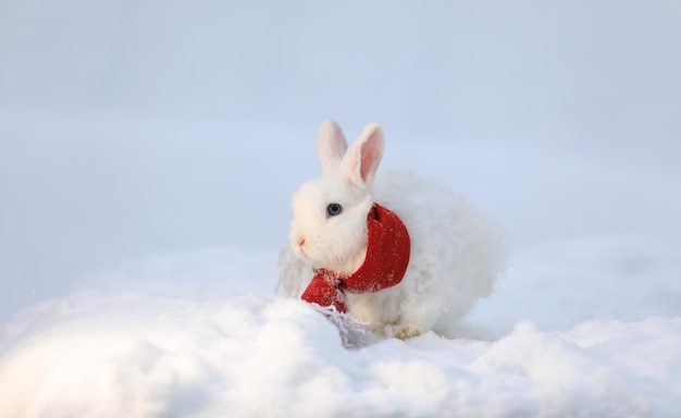 クリスマス、雪の中でサンタ クロースの白いウサギ