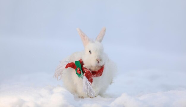 クリスマス、雪の中でサンタ クロースの白いウサギ