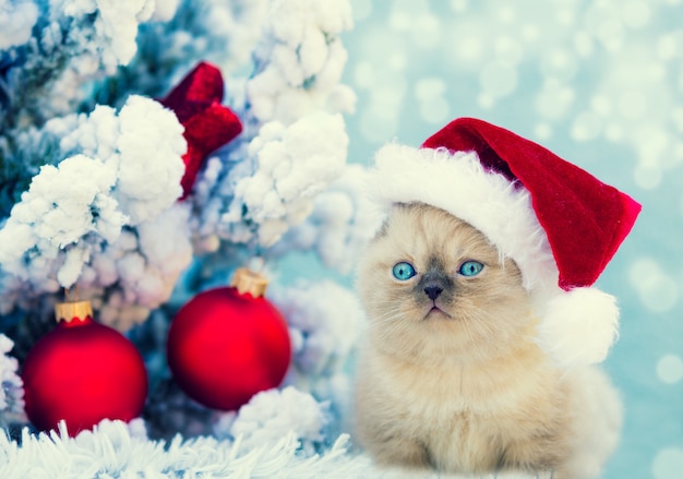Christmas scene. Little kitten wearing Santa Claus hat sitting on fluffy blanket near decorated fir tree