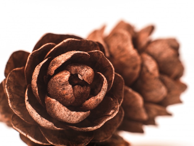 Christmas spruce cone. Brown cone on white background. Macro