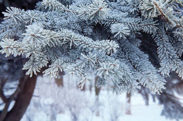 雪に覆われたクリスマスツリーの背景色