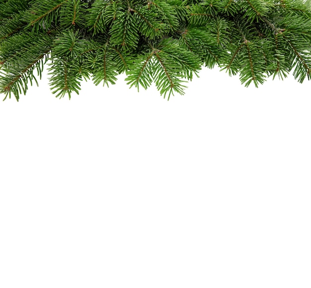 Christmas tree border isolated on white transparent Xmas spruce green fir pine branch