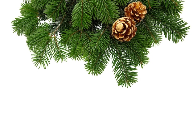 Christmas tree branch and golden cones isolated on white transparent Xmas spruce green fir pine twig