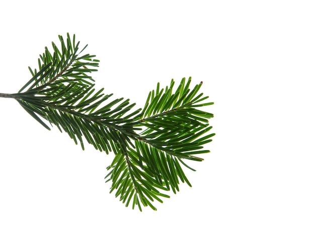 Фото Ветка елки изолирована на белом прозрачном фоне. рождественская ель зеленая еловая ветка сосны крупным планом