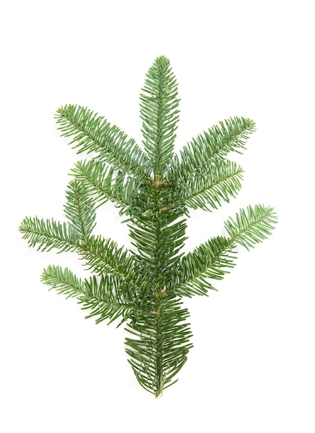 Christmas tree branch isolated on white background. Pine sprig