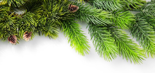 Christmas tree branch on white background