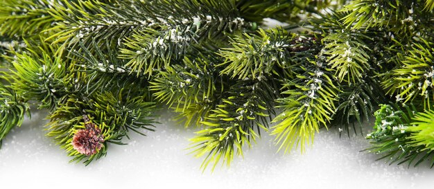 Christmas tree branch on white background