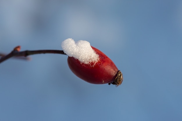 Christmas tree branch with snow, winter fairy tale, wild rose in the snow