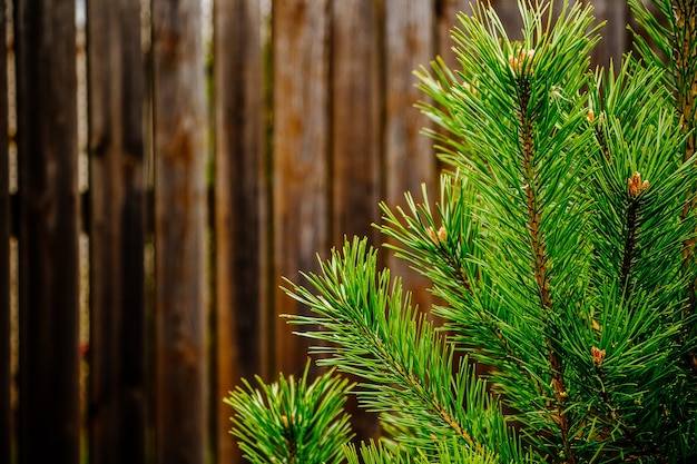 Christmas tree branches close up on brown wooden background