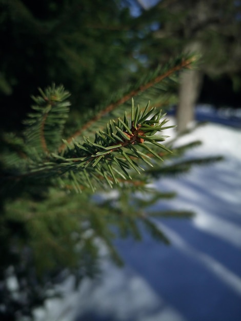 クリスマス ツリーの枝のクローズ アップ。冬の背景。