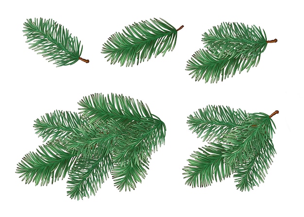 Christmas tree branches collection