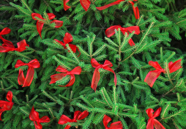 Rami di albero di natale decorati con fiocchi di nastro rosso, primo piano