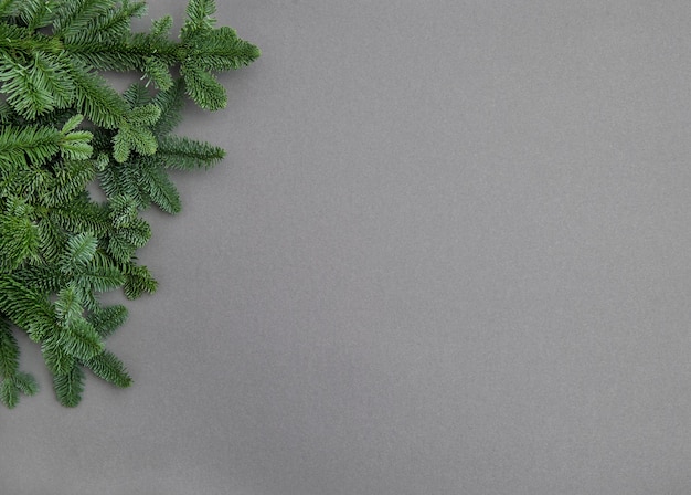 Christmas tree branches on grey background