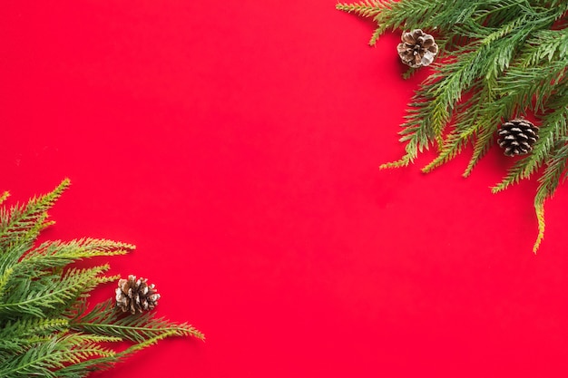 Christmas tree branches on red background. 