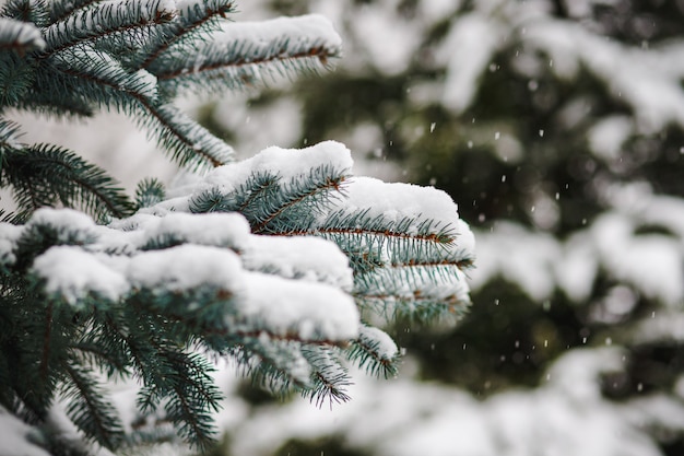 겨울에 눈이 뿌려진 크리스마스 나무 가지