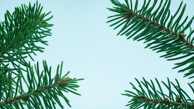 christmas tree branches on white background