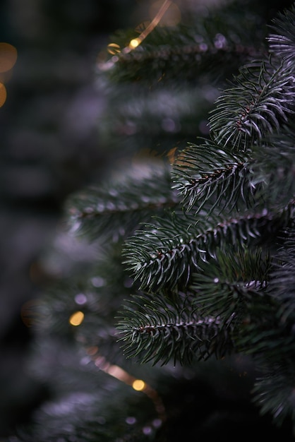 Christmas tree branches with a fir cone and a defocused garland lights