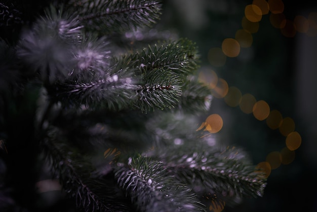 Christmas tree branches with a fir cone and a defocused garland lights