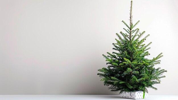 Christmas tree covered with snow on a white background