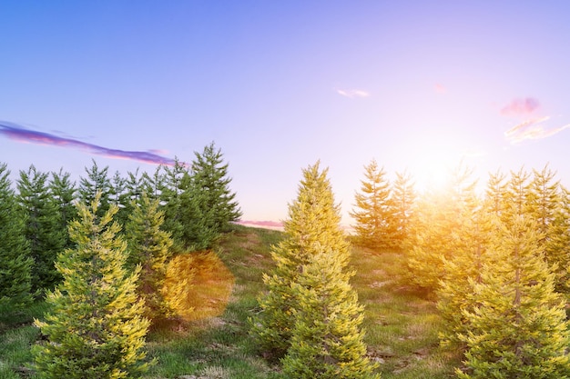 Christmas tree farm