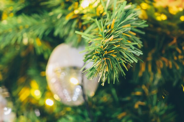 Christmas tree fir close up