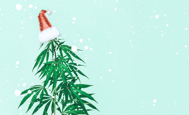 Christmas tree from bush of marijuana merry christmas concept