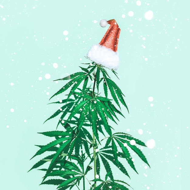 Photo christmas tree from bush of marijuana. merry christmas concept