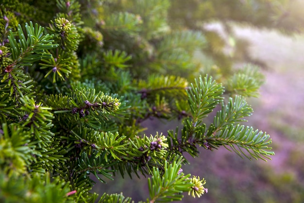 Christmas tree growing in the forest abies nordmanniana nordmann fir is one of the most important sp