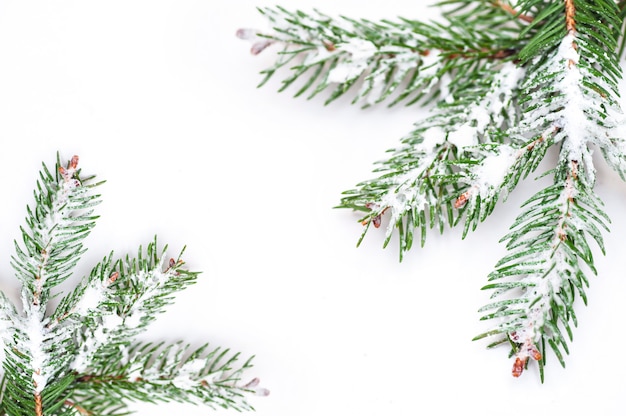 Christmas tree isolate on white background 