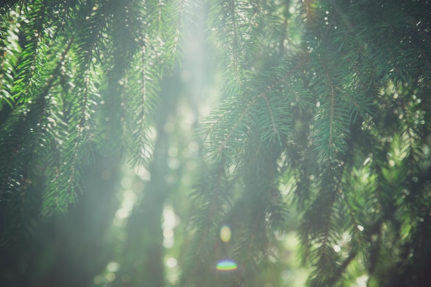 Christmas tree leaves,Christmas tree for background.