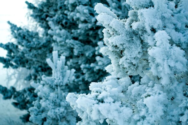 Christmas tree little branch with hoarfrost