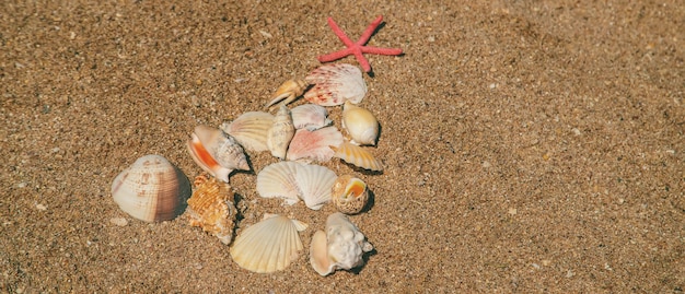 Christmas tree made of shells in the sand