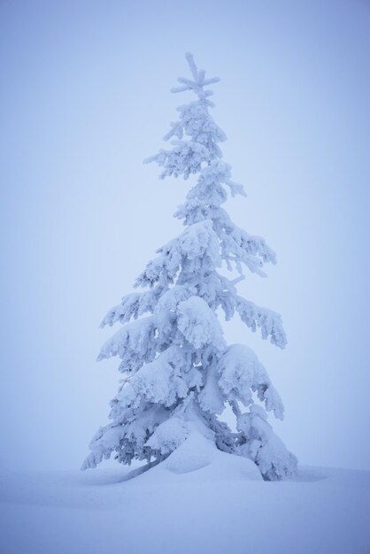 霧の中のクリスマスツリー